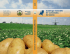 Catalogo holandes de variedades de batata 2011