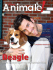 Beagle - Animale.Me
