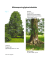 Metasequoia glyptostroboides - Lenné