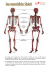 Das menschliche Skelett als PDF