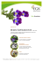 Wildes Stiefmütterchen Viola tricolor