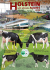 Vaca Vice-Campeã Adulta - Associação Agrícola de São Miguel