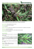Hakea salicifolia (háquea-folhas-de