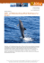 Delfin- und Walbeobachtung (Whale Watching) auf La Gomera