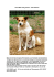 Hund Maxi wird gesucht – bitte helfen!!!
