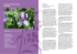 2. Veilchen (Viola hirta, Viola odorata)