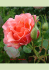 Die Rose `Jean Cocteau`