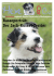 Rasseporträt: Der Jack-Russel-Terrier - Ridgi-Pad