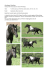 TL Flashy Cats Lad, Paint Horse, black tob