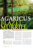 Agaricus – Der Sonnenpilz aus Brasilien