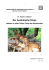 Der Australische Dingo