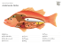 11 Anatomie des Fisches